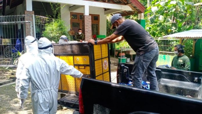 BKSDA Sumut Evakuasi Orangutan Hasil Sitaan Polres Binjai