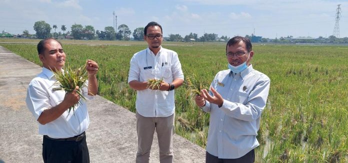 UPT BIP Tanjung Morawa Mulai Budayakan Penggunaan Pupuk Organik