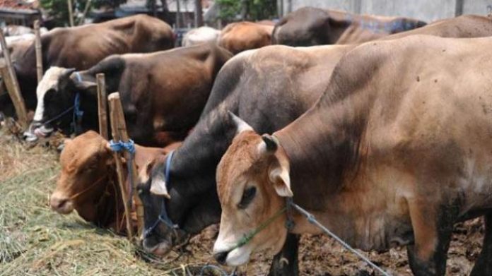 Kades Tanah Abang Galang Klaim tidak Campuri Urusan Lembu Bantuan
