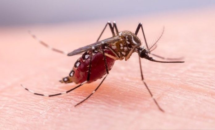 Studi Ungkap Kelambu Insektisida Mampu Turunkan Kasus Malaria