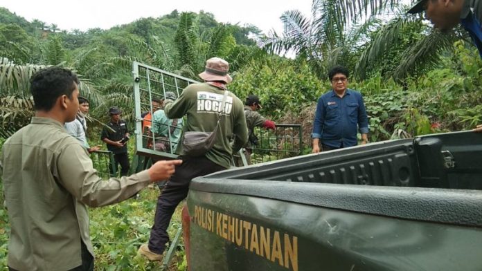 BKSDA Sumut Pasang Kandang Jebak Tangani Konflik Harimau Batang Serangan Langkat