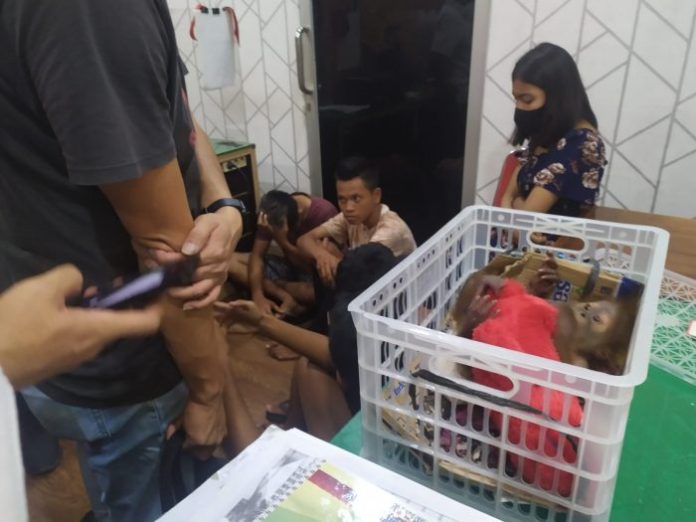 Polda Sumut Amankan 5 Remaja Penjual Orangutan