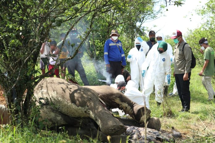 BKSDA Sumut Kubur Gajah Betina yang Mati akibat Diserang Gajah Jantan