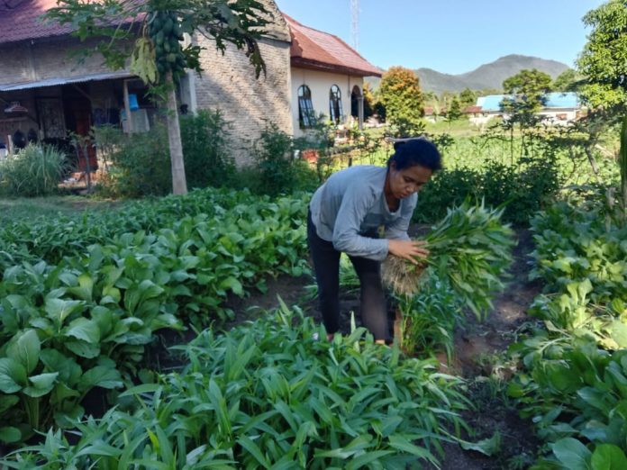 Tekun Menanam Sayuran, Warga Parsuratan Terima Penghargaan pada Peringatan Hari Kartini