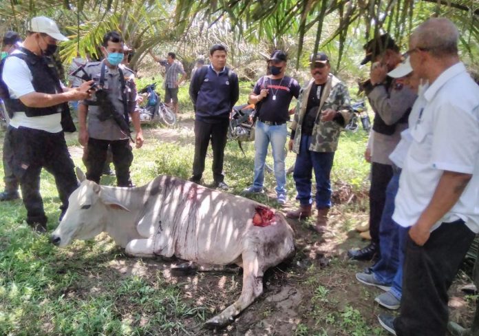 Ternak Warga Diserang Harimau di Simalungun, Masyarakat Diminta Waspada