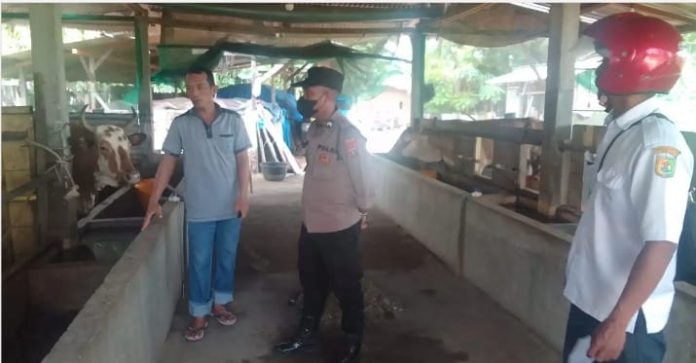Waspadai Penyakit Mulut dan Kuku Hewan, Polisi Edukasi Peternak di Desa