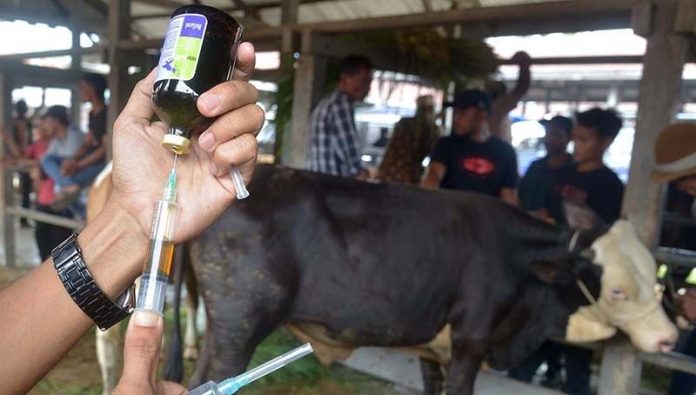 49 Ekor Sapi di Aceh Besar Terindikasi Penyakit Mulut dan Kuku