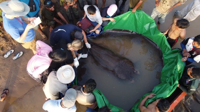 Ikan Pari Tawar Seberat 300 Kg Ditemukan di Sungai Mekong Kamboja