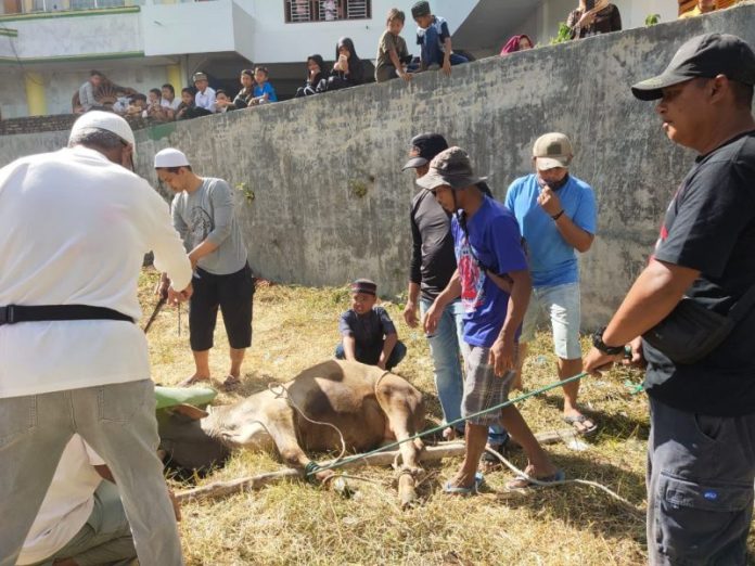 Masjid Raya Taqwa Parapat Sembelih 36 Hewan Kurban, Seekor Sapi Pemberian Wakil Gubernur Sumut