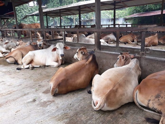 Jelang Idul Adha, Penjualan Lembu Turun Permintaan Kambing Meningkat