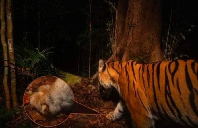 Warga Tewas Dimakan Harimau Sumatera, Kades Minta Dusun Sitalak di Tapsel Dikosongkan