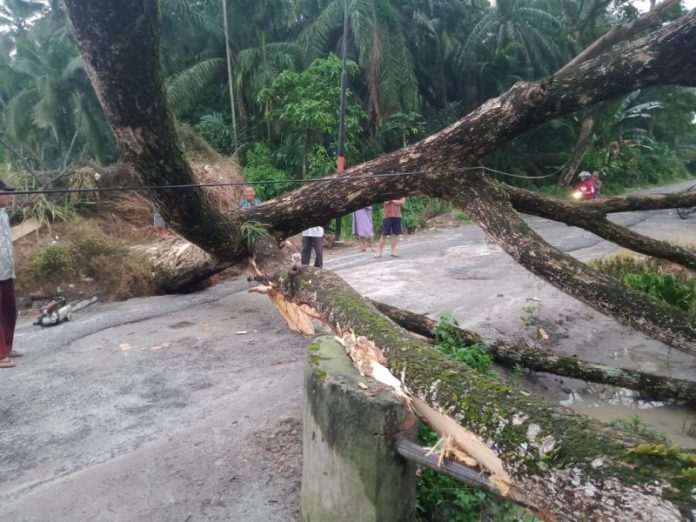 Warga Desa Simpang Empat Asahan Minta Pohon Tua Rawan Tumbang Ditebang