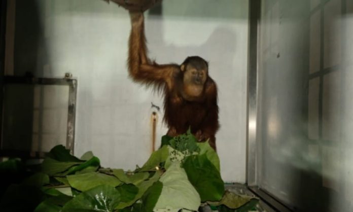 BKSDA Sumut Terima Satu Individu Orangutan yang Sempat Dirawat di BKSDA Kaltim