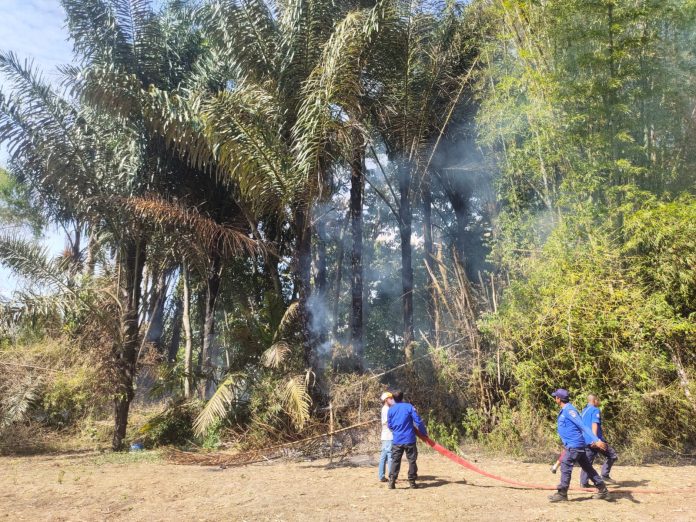 Pohon Bambu di Laguboti Kembali Terbakar, Tim Damkar Toba Sigap Lakukan Pemadaman