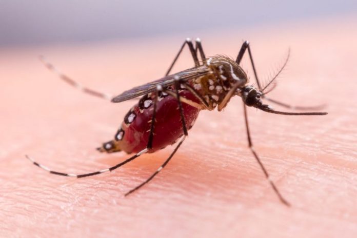 Tiga Tahun, Kasus Malaria di Medan Terus Meningkat