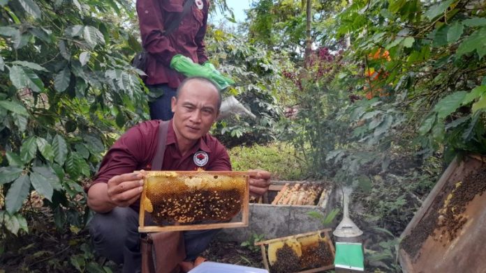 Budidaya Lebah Madu, Menguntungkan Tanpa Biaya Mahal di Simalungun