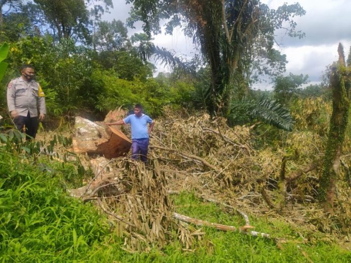 Oknum Kades Suplai Kayu Proyek BSRS di Dairi, APH Temukan Lokasi Penebangan di Hutan