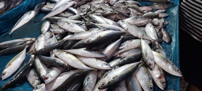 Ikan Segar Kosong, Masyarakat Disarankan Konsumsi Ikan Budidaya dan Ayam