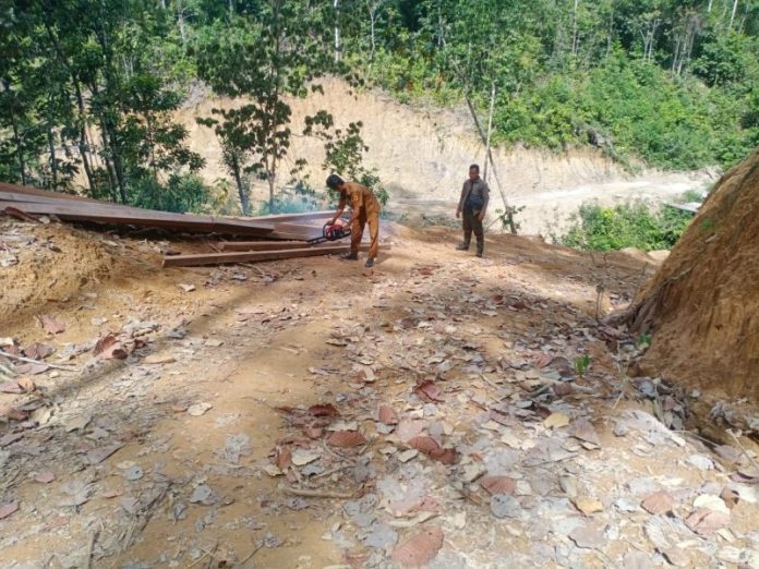 Penebangan Kayu Hutan Masih Marak, Petugas KPH XIV Sidikalang: Kita Tidak Bisa Menindak!
