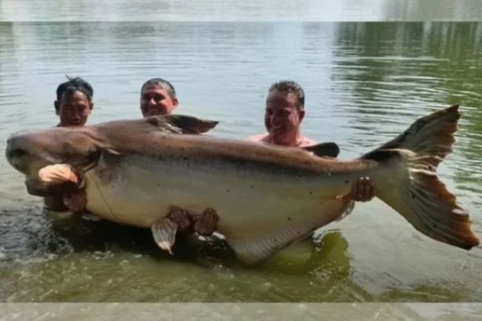 Tiga pria mengangkat ikan lele raksasa dari Sungai Mekong ke jaring besar agar hasil tangkapan itu bisa diukur dan diketahui berat nyaris 200 kilogram. (METROPOLES via TWITTER)