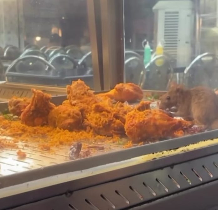 Viral Video Tikus Jamah Ayam Goreng, Sebuah Kedai di Malaysia Ditutup Pemerintah