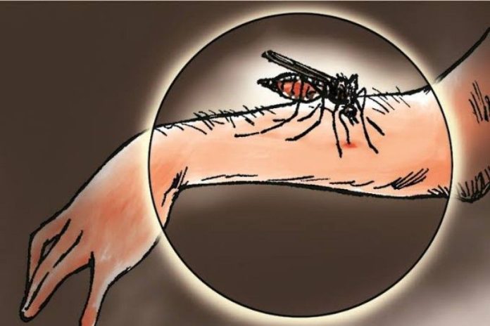 WHO: Kasus Malaria Global Meningkat Lebih Lambat Pada 2021