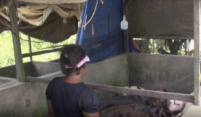 Gubernur Edy Imbau Peternak Jangan Transaksi Jual Beli Babi Antar Provinsi