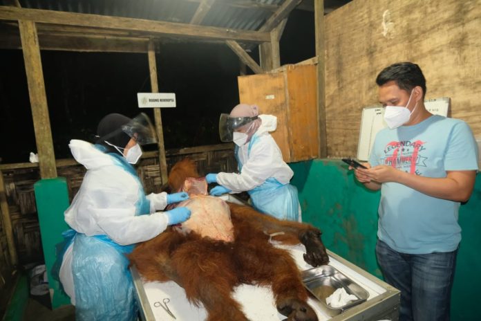 Orangutan yang Diamankan Warga di Karo Mati, BKSDA Perintahkan Investigasi