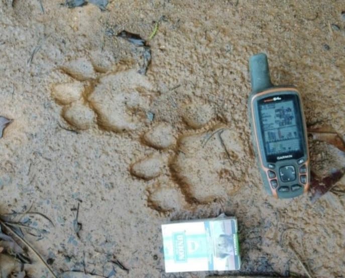 Jejak Harimau Sumatera Ditemukan di Sekitar CA Dolok Sibual-buali, Warga Diminta Berhati-hati