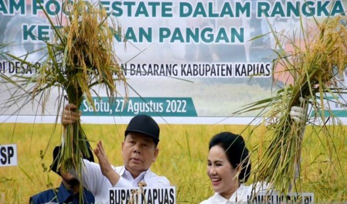 Bupati Kapuas Ben Brahim S. Bahat dan istrinya, Ary Egahni Ben Bahat, melakukan panen perdana padi di Desa Batuah, Kecamatan Basarang, Kabupaten Kapuas, Kalimantan Tengah, Sabtu (27/8/2022). (ANTARA/All Ikhwan)