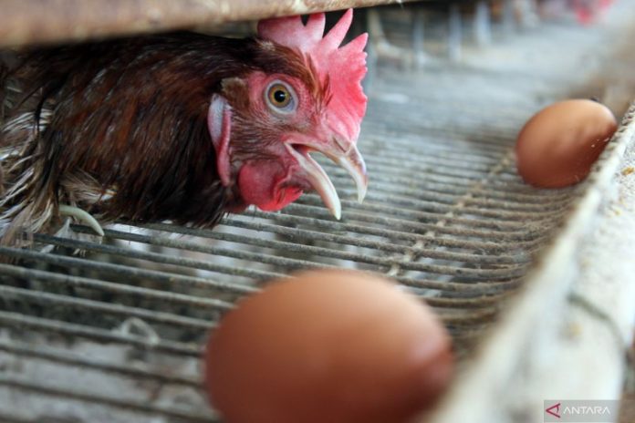 KPPU: Nyaris Tidak Ada Lagi Peternak Ayam Mandiri di Sumut