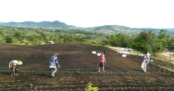 Lahan Food Estate di Ulu Merah Pakpak Bharat Mulai Ditanami Para Petani