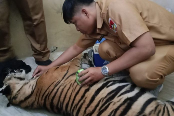 Seekor Harimau Sumatera Ditemukan Mati Terjerat di Pasaman.