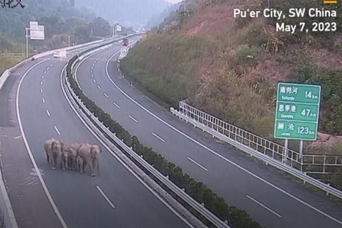 Sekelompok Gajah Liar Terobos Jalan Tol Silan di Kota Puer Yunnan