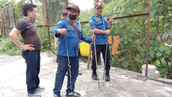 Petugas Damkar dan Penyelamatan ketika evakuasi ular yang masuk ke rumah warga. (f:Ist/mistar.id).