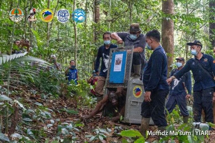 6 orangutan dilepasliarkan di Taman Nasional Bukit Baka Bukit Raya, Kalimantan Barat.