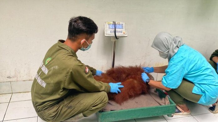 Petugas mengecek kondisi kesehatan satu dari empat individu Orangutan Sumatera yang dipindahkan. (f: ist/mistar)
