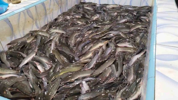 harga ikan lele