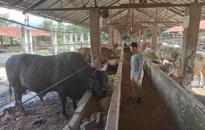 Lembu (hitam) dengan berat 906 kilogram di kandang ternak UD Lekerkam, Pematang Siantar.