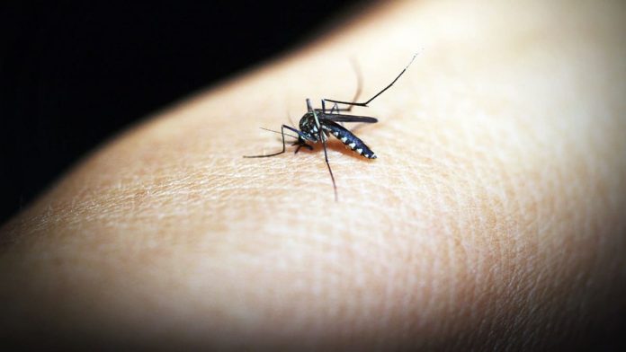 El Nino Bisa Buat Nyamuk Aedes Aegypti Lebih Ganas