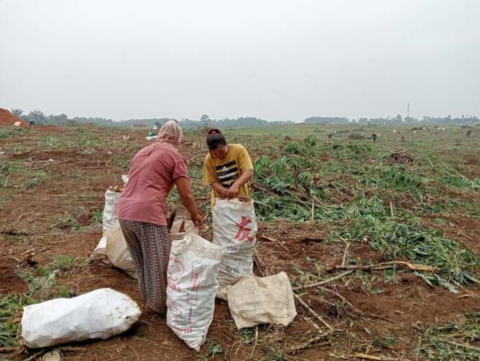 Rila bersama temanya juga ibu 2 anak sedang panen ubi di lokasi lahan garapan HGU 94 Kebun Limau Mungkur (f:sembiring/hm17)