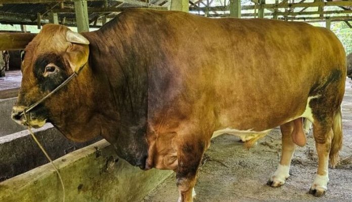 Presiden RI Jokowi Menyembelih Sapi Seberat 1 Ton di Sumbar