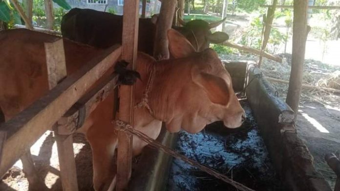 Sejumlah sapi yang disiapkan untuk hewan kurban di Simalungun.