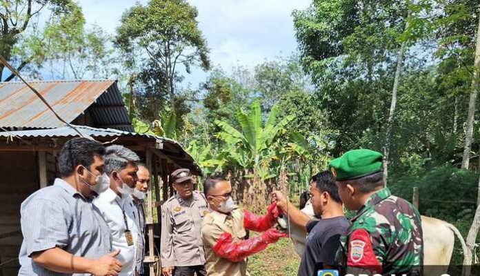 Polres Tapsel dengan TNI serta petugas kesehatan hewan turun ke lokasi ternak (f;ist/mistar)