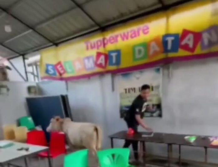 Tangkapan layar video viral sapi lepas di Medan (f:ist/mistar)