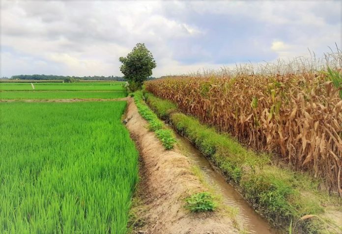 Jagung ketimbang Padi