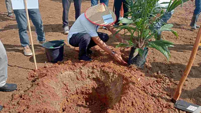 Direktur Irwan Perangin-angin tanam perdana kelapa sawit di Afd I Kebun Limau Mungkur.