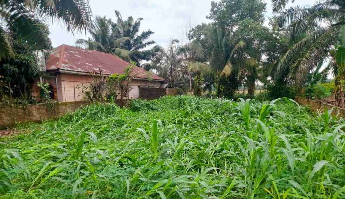 Diterjang Angin Kencang, Tanaman Jagung di Hutabayu Raja Simalungun Bertumbangan