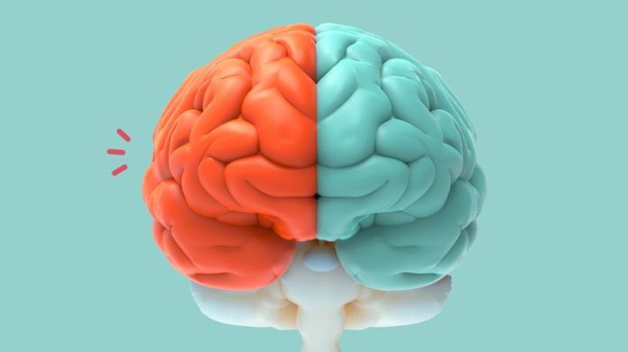 Otak manusia