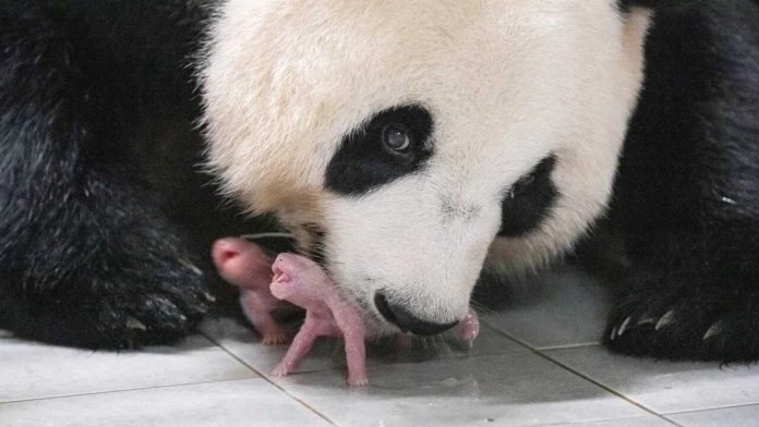 Panda Kembar Lahir di Kebun Binatang Korsel.